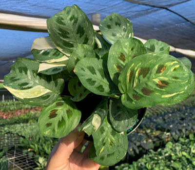 6" Maranta Variegated Beauty Kim